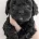 Mixed Breed