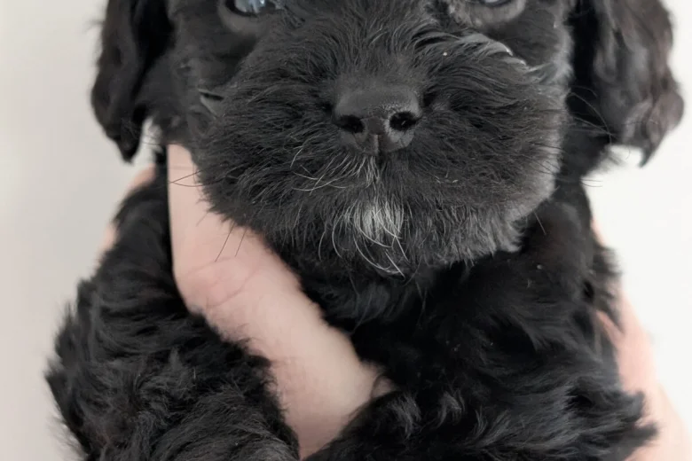 Mixed Breed