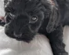 Mixed Breed