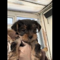 Yorkshire Terrier