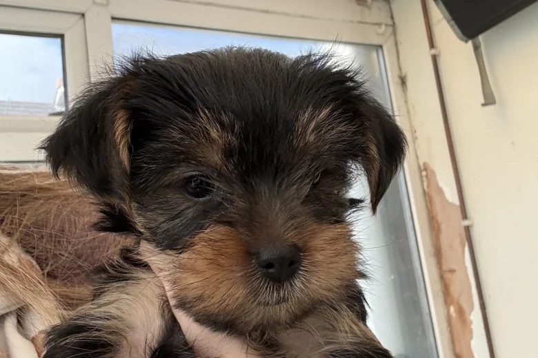 Yorkshire Terrier