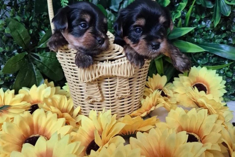 Yorkshire Terrier