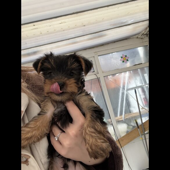 Yorkshire Terrier