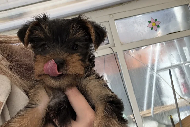 Yorkshire Terrier