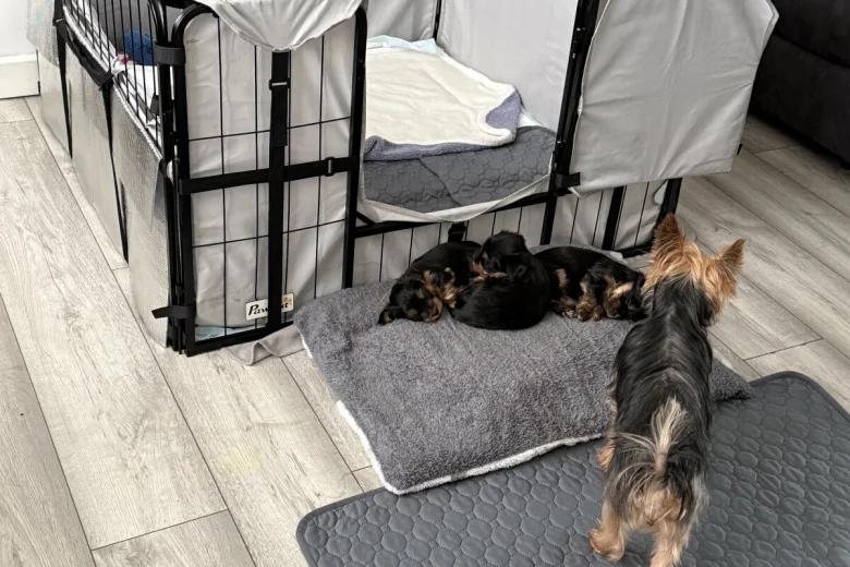 Yorkshire Terrier