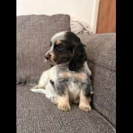 Cocker Spaniel (Show)