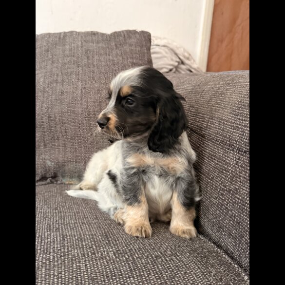 Cocker Spaniel (Show)