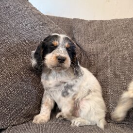 Cocker Spaniel (Show)