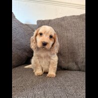 Cocker Spaniel (Show)