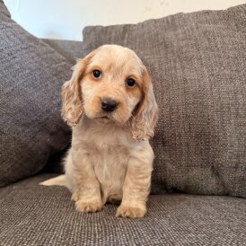 Cocker Spaniel (Show)