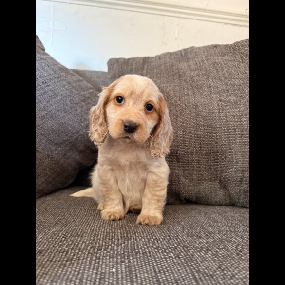 Cocker Spaniel (Show)