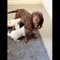 Cocker Spaniel (Show)