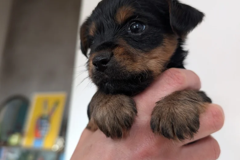 Yorkshire Terrier