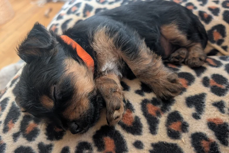 Yorkshire Terrier