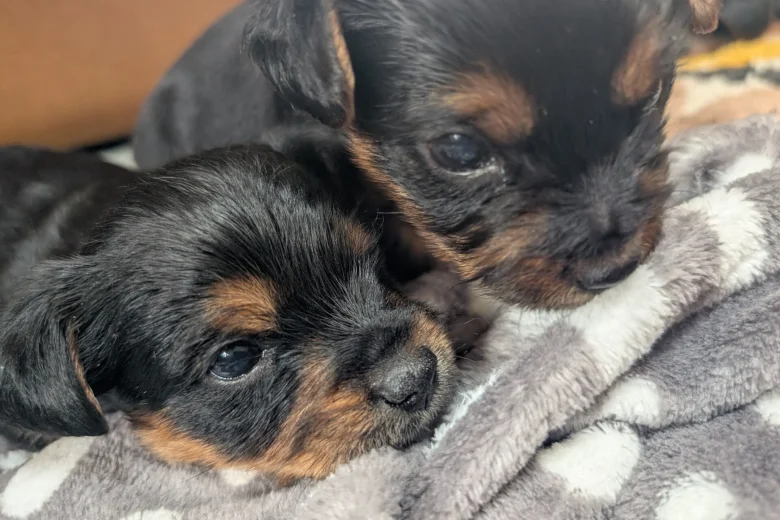 Yorkshire Terrier