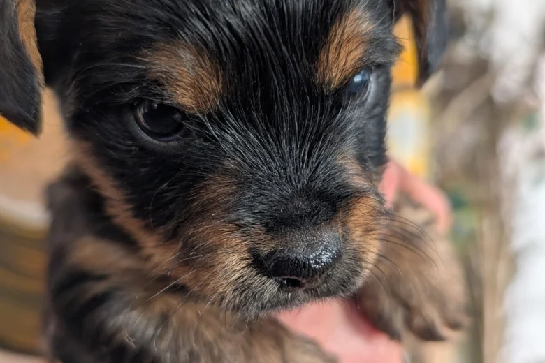 Yorkshire Terrier