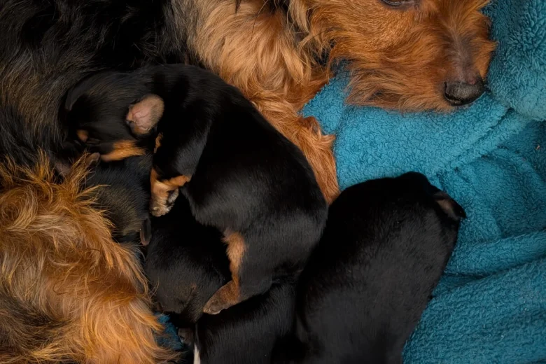 Yorkshire Terrier