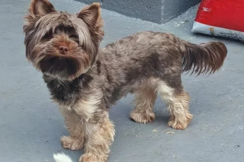 Yorkshire Terrier