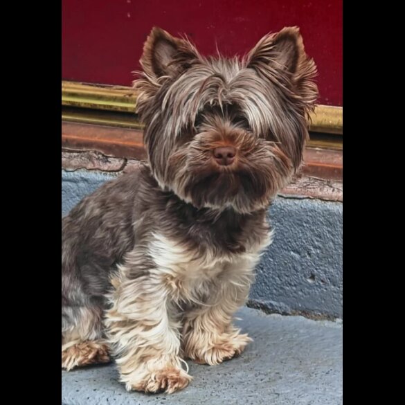 Yorkshire Terrier