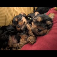 Yorkshire Terrier