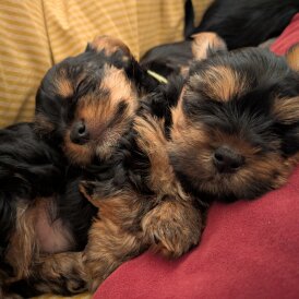 Yorkshire Terrier