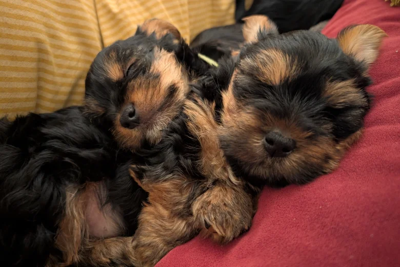 Yorkshire Terrier