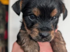 Yorkshire Terrier