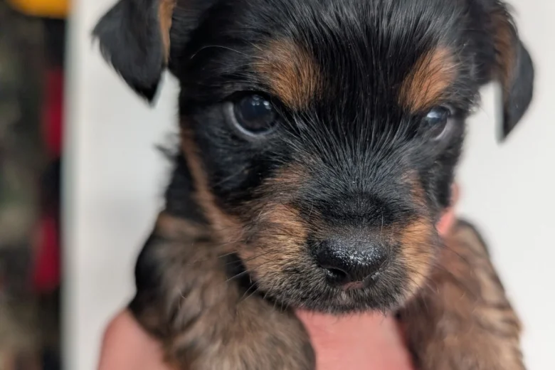 Yorkshire Terrier