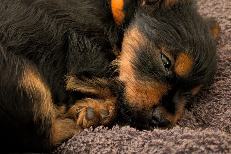 Yorkshire Terrier