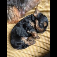 Yorkshire Terrier