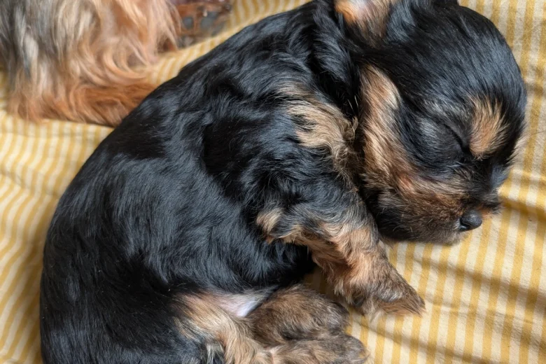 Yorkshire Terrier
