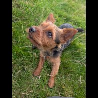 Yorkshire Terrier