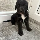 Bedlington Terrier