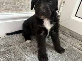 Bedlington Terrier