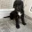 Bedlington Terrier
