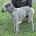 Bedlington Terrier