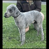 Bedlington Terrier