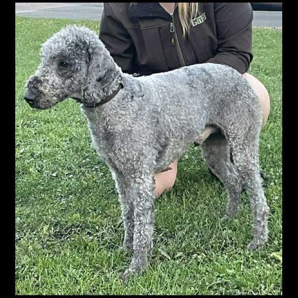Bedlington Terrier