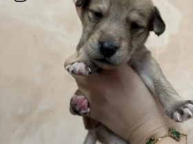 Lurcher