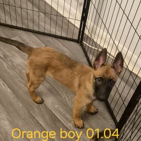 Belgian Shepherd Dog Malinois