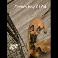 Belgian Shepherd Dog Malinois