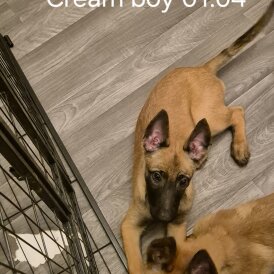 Belgian Shepherd Dog Malinois