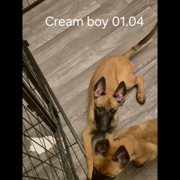 Belgian Shepherd Dog Malinois