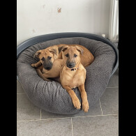 Belgian Shepherd Dog Malinois