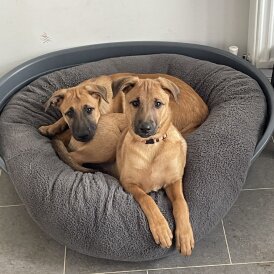 Belgian Shepherd Dog Malinois