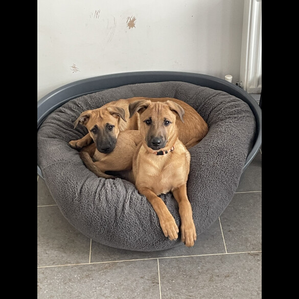 Belgian Shepherd Dog Malinois