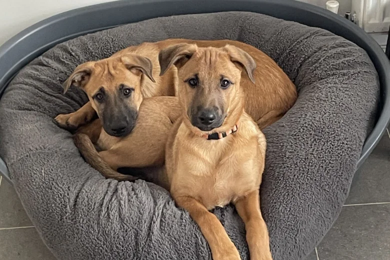 Belgian Shepherd Dog Malinois