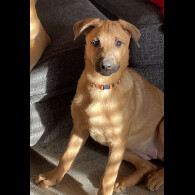 Belgian Shepherd Dog Malinois