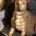 Belgian Shepherd Dog Malinois