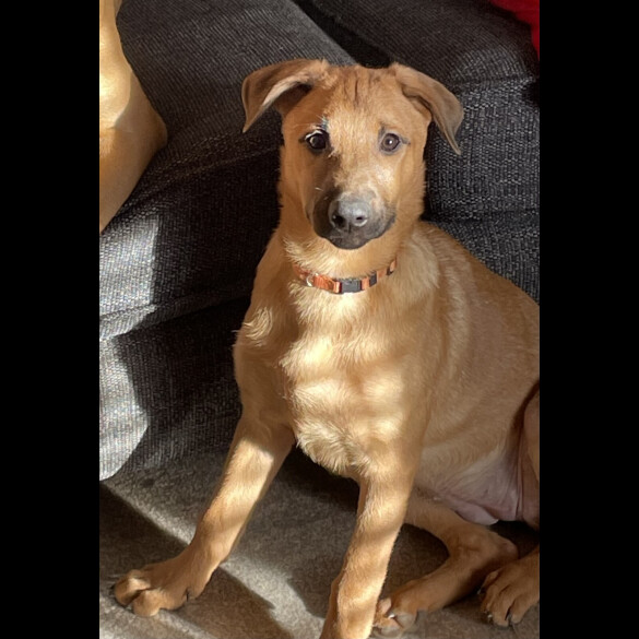 Belgian Shepherd Dog Malinois